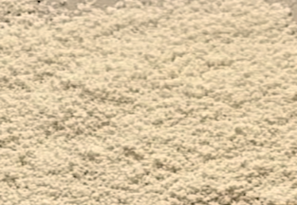 Appearance image for 3-BroMo-4-chloro-pyridine 1-oxide